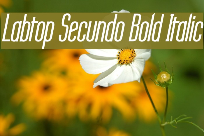 Labtop Secundo Bold Italic Font examples