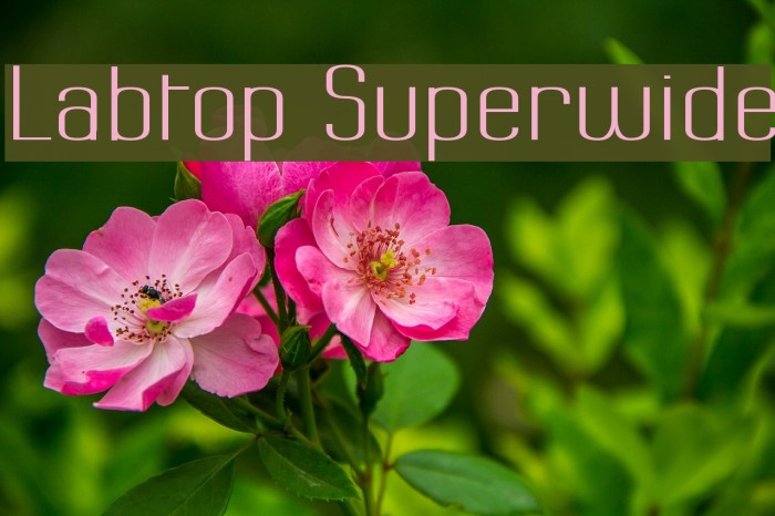 Labtop Superwide フォント examples
