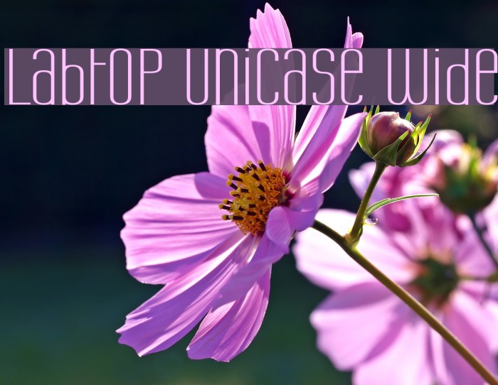 Labtop Unicase Wide Font examples