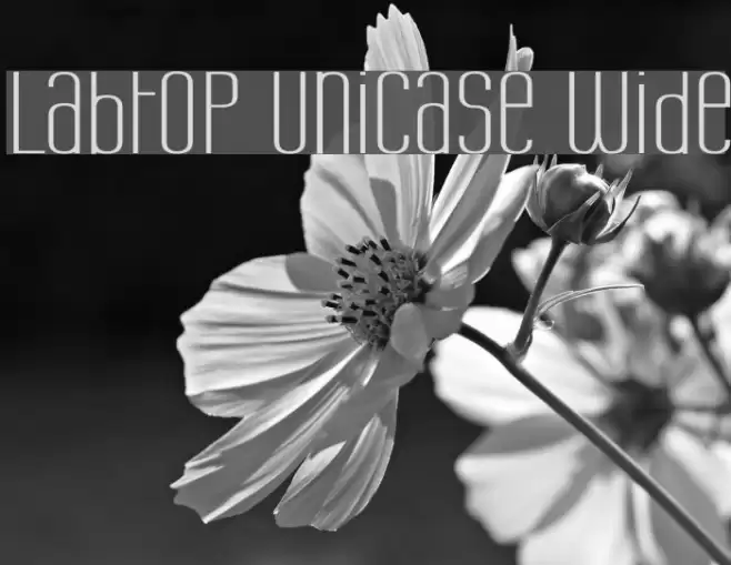 Labtop Unicase Wide Font examples