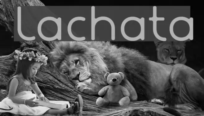 Lachata examples