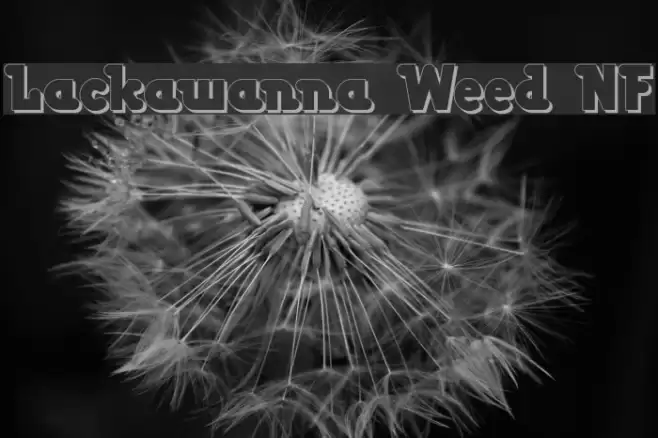 Lackawanna Weed NF Font examples
