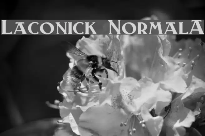 Laconick-NormalA Polices examples