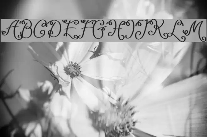 Lacoruna Font examples