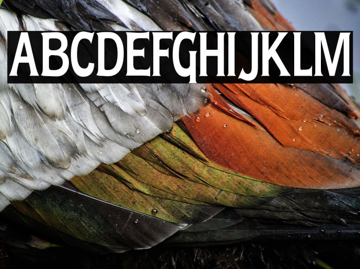 Lady Copra Narrow Example 1