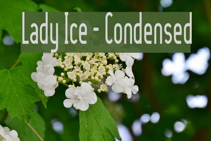 Lady Ice - Condensed Font examples