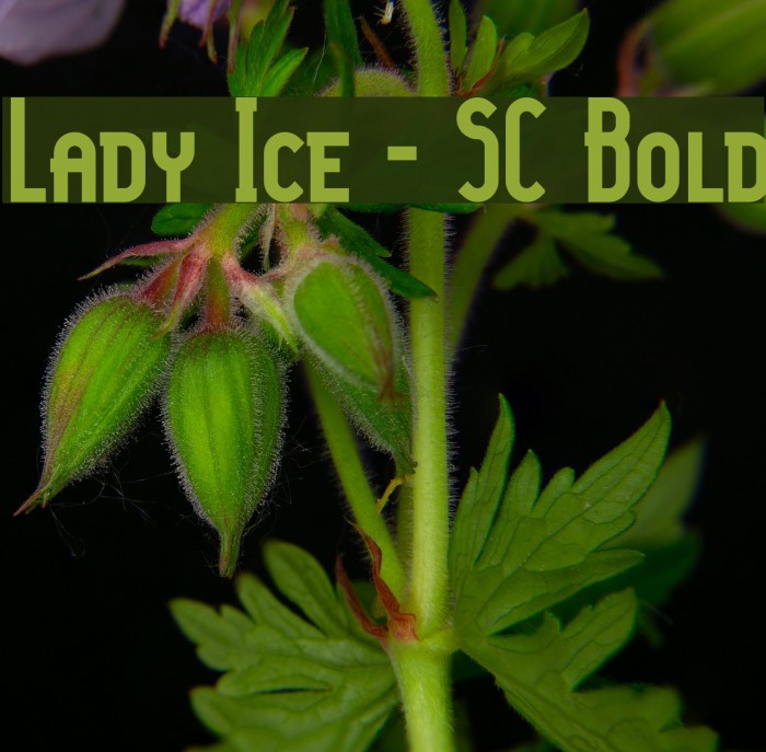 Lady Ice - SC Bold Font examples