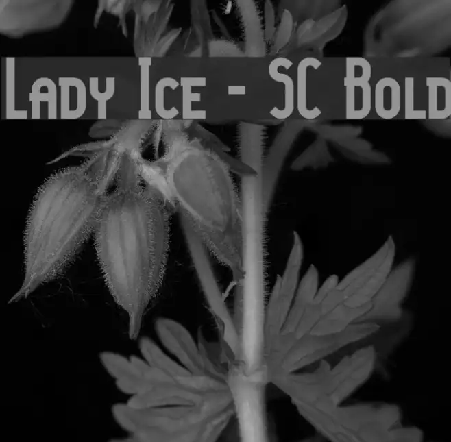 Lady Ice - SC Bold Example 3