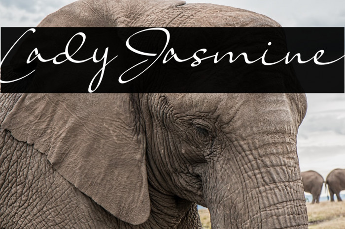 Lady Jasmine Font examples