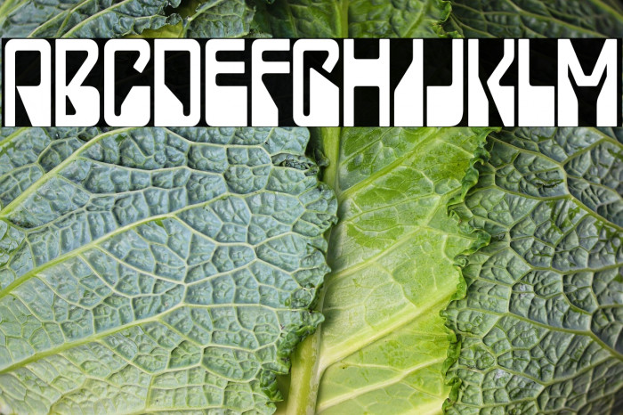 LadyStarlight-Regular Example 2