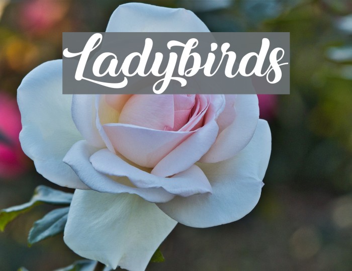 Ladybirds Font examples