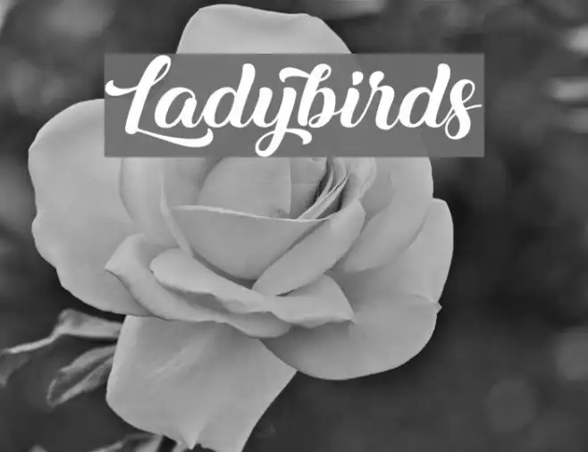 Ladybirds Example 2