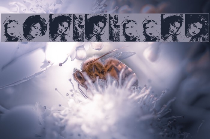 LaetitiaBats2 Example 3