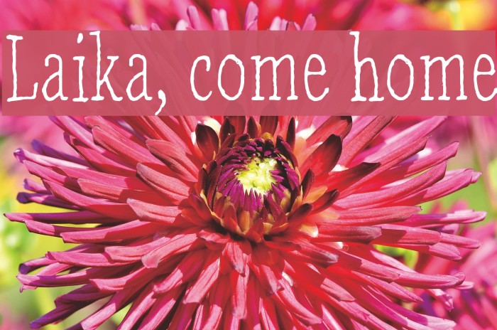 Laika, come home Font examples