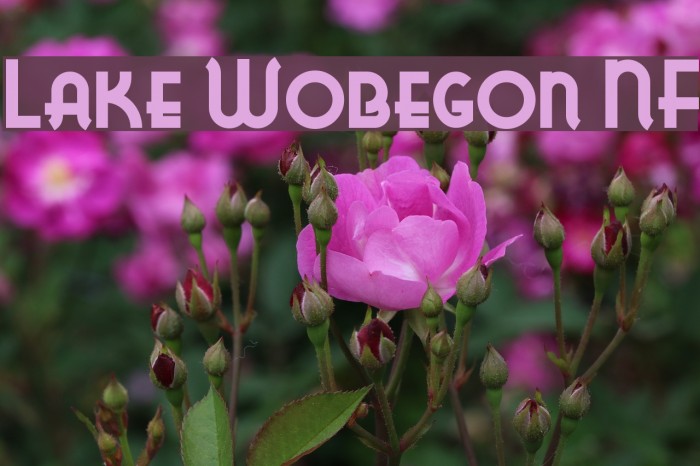 Lake Wobegon NF Polices examples