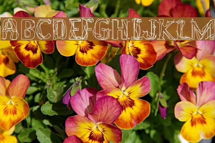 Lakestreet Font examples