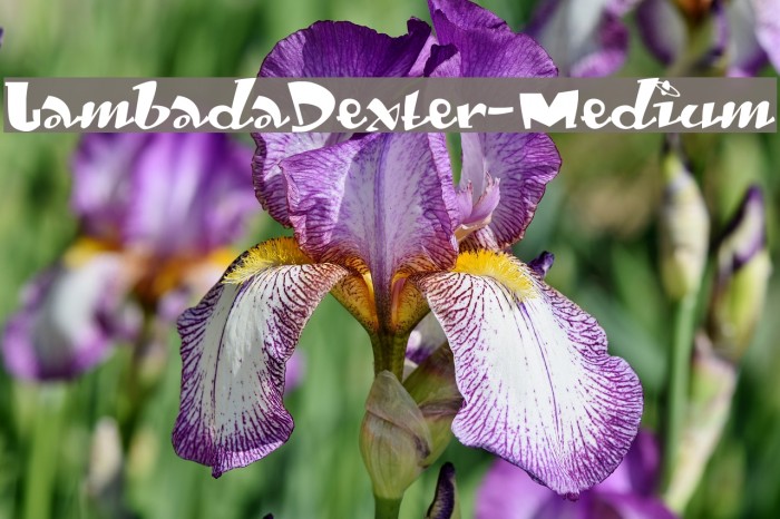LambadaDexter-Medium Font examples