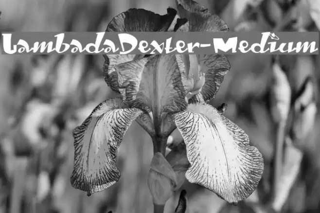 LambadaDexter-Medium Polices examples