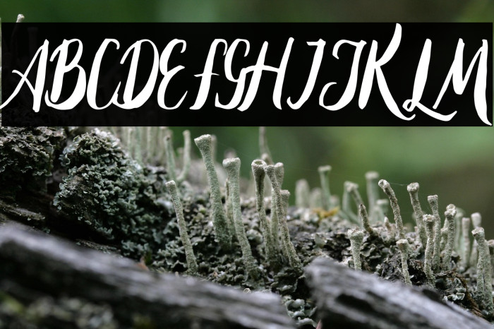 Lambaretta Example 1