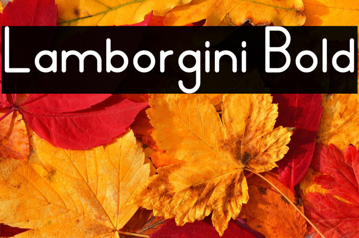 Lamborgini Bold Example 1