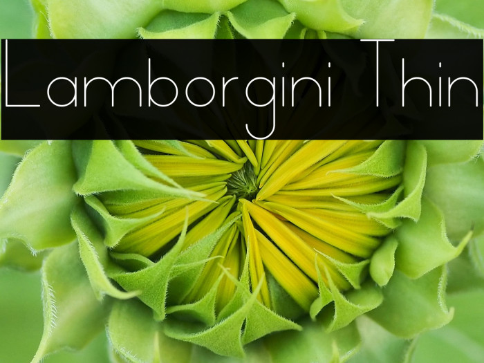 Lamborgini Thin Example 2