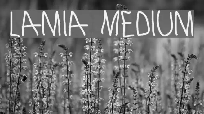 Lamia Medium Font examples