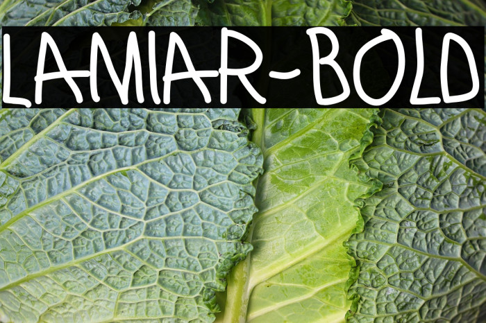 Lamiar-Bold Example 3
