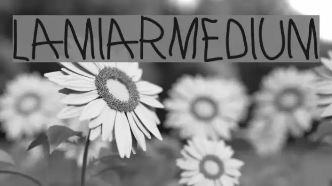 LamiarMedium Font examples