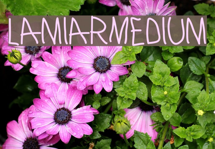 LamiarMedium Шрифта examples