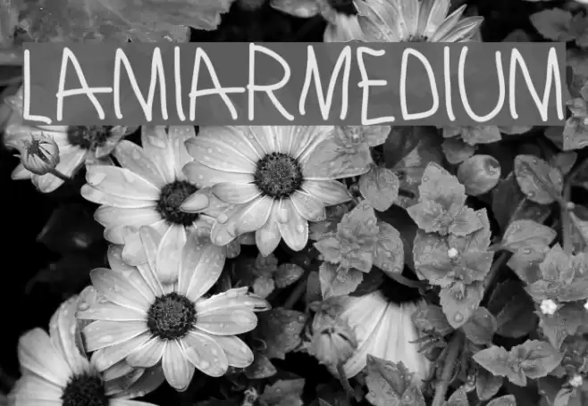 LamiarMedium Font examples