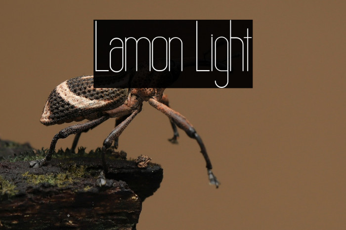 Lamon Light Example 3