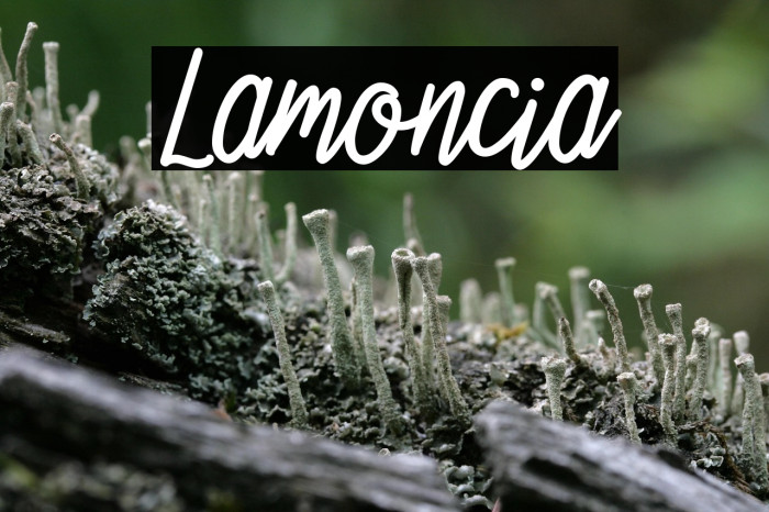 Lamoncia Example 1