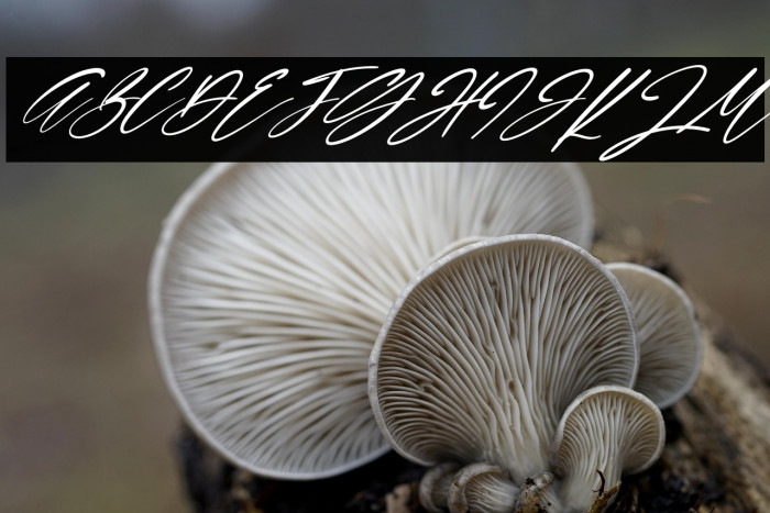 Lamonnisa Italic Example 3