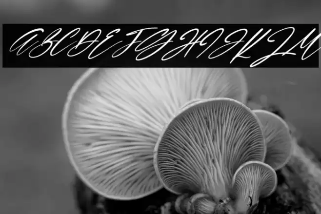 Lamonnisa Italic Font examples