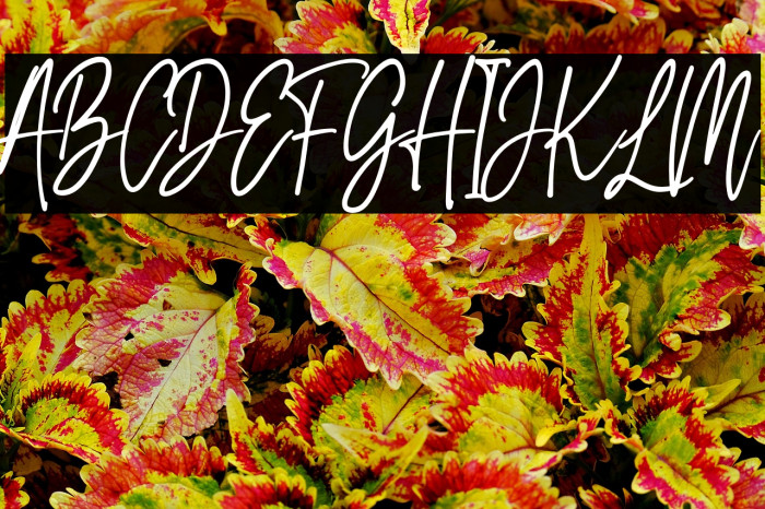 Lampard Signature Example 1