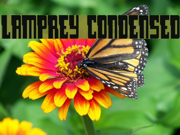 Lamprey Condensed Example 2