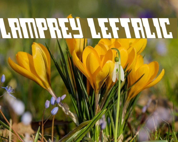 Lamprey Leftalic Font examples