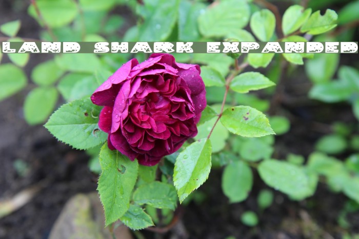Land Shark Expanded Font examples