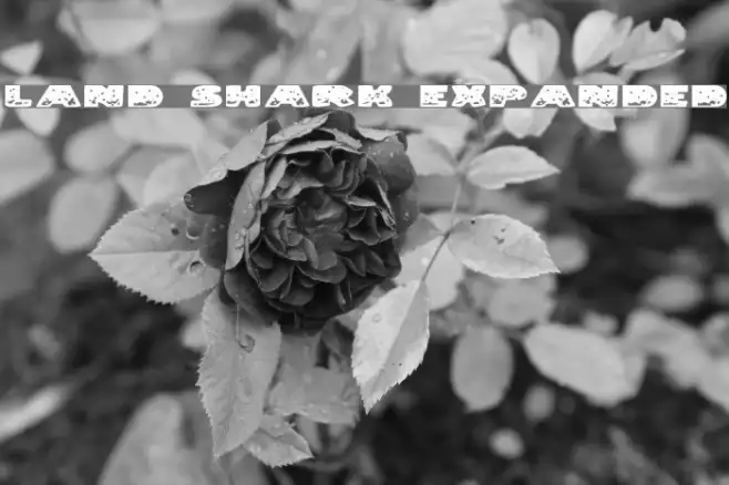 Land Shark Expanded Example 1