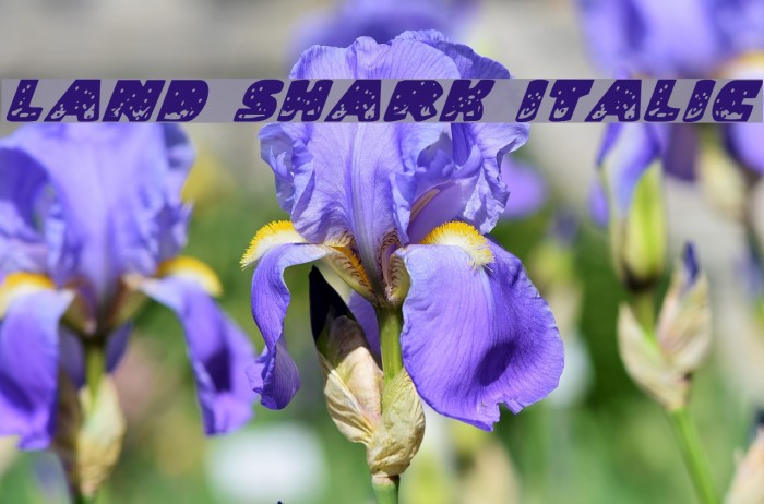 Land Shark Italic Font examples