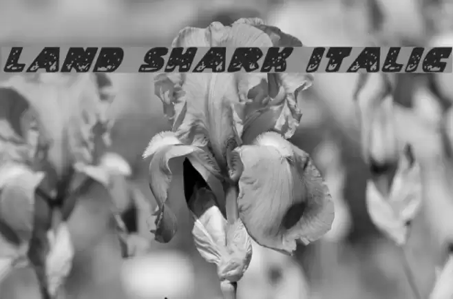 Land Shark Italic Caratteri examples