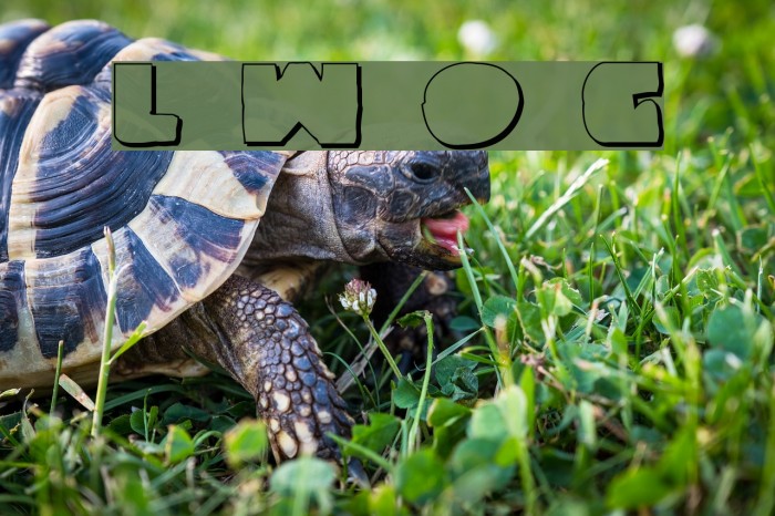 Land Whale Outline Grunge Font examples