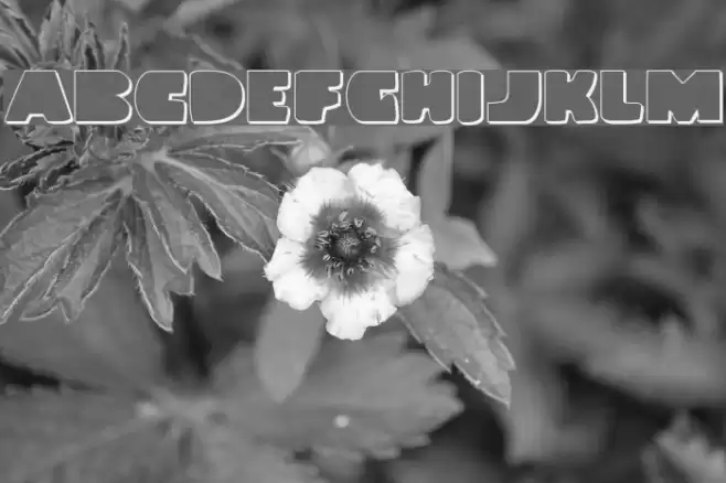 Land Whale Outline Font examples