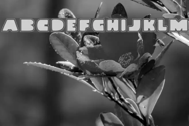 Land Whale Pro Font examples