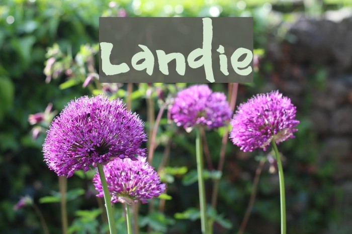 Landie Font examples