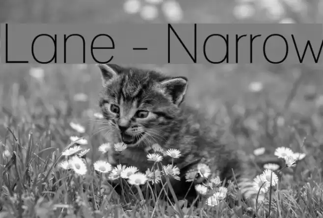 Lane - Narrow Font examples