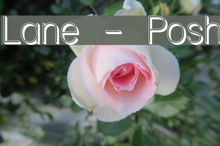 Lane - Posh Font examples