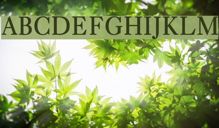 LangscapeDevPriyaBold Font examples