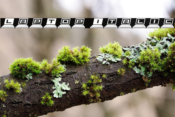 LapTop Italic Example 1