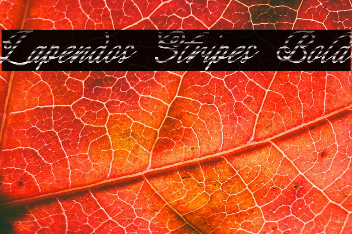 Lapendos Stripes Bold Example 1